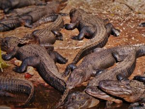 Аллигаторы в-болоте на Сент-Огастине